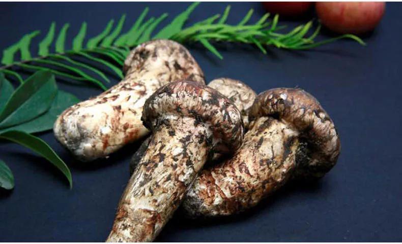 雅江松茸9月份还有卖吗,雅江松茸怎么购买