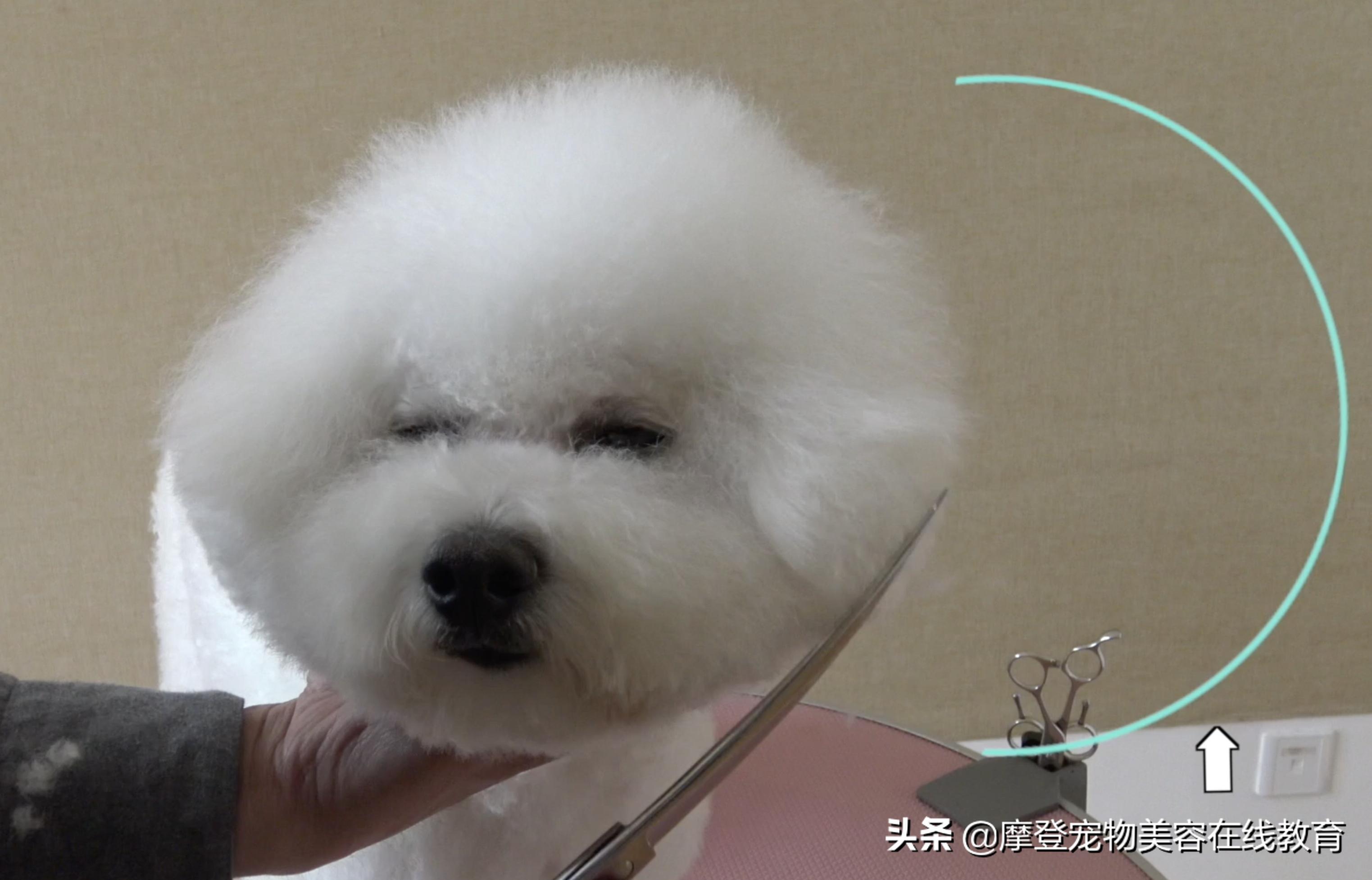 比熊美容教程-比熊犬剪毛视频教程