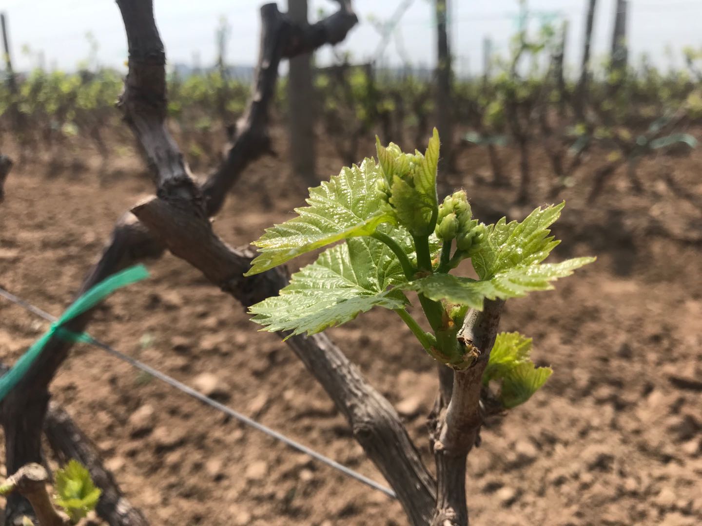 葡萄防止落果技术,防止落花落果也能疏花疏果
