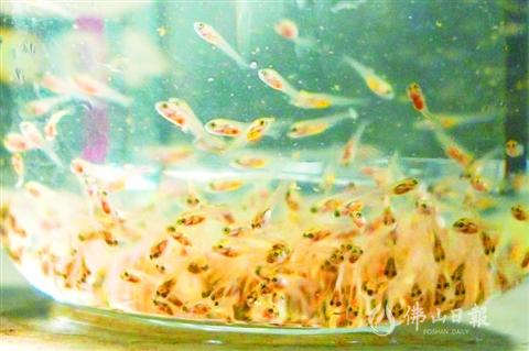 三水年终观察｜海上田园的“智慧生意”