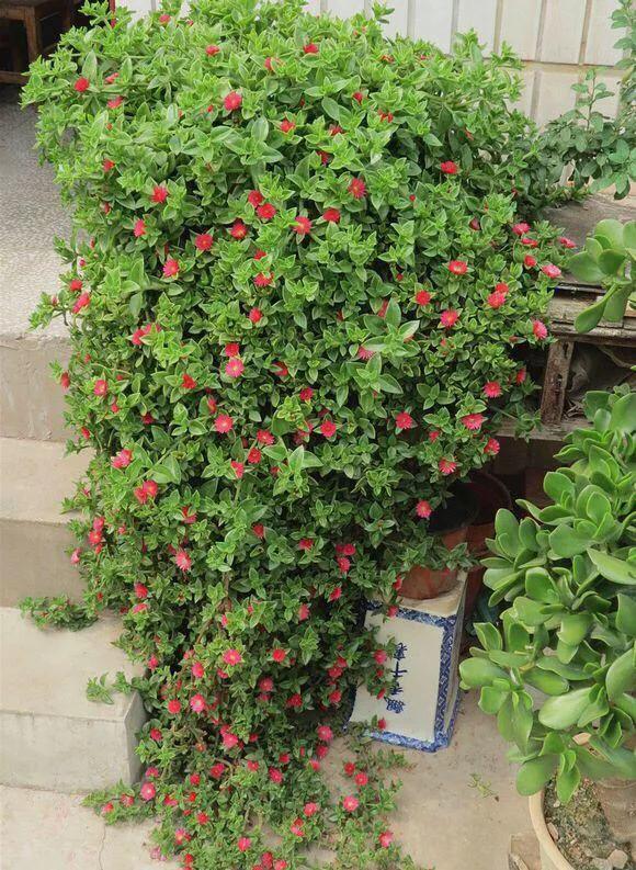 垂吊花卉品种直播,好看的吊兰绿植