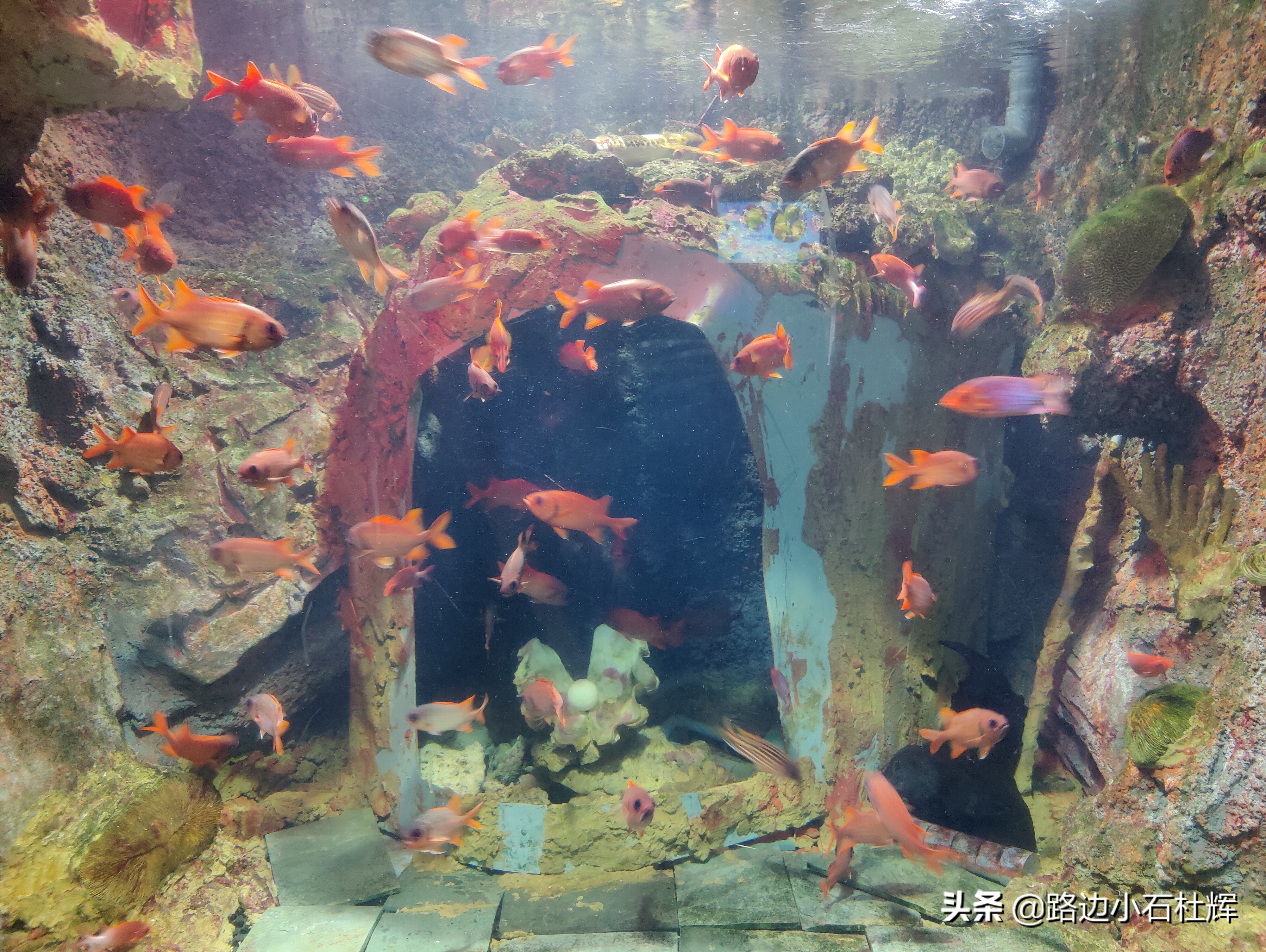 北京海洋馆海底世界和动物园攻略,游北京动物园海洋馆