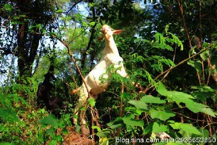 广西第一大海滩,广西涠洲岛天下第一滩