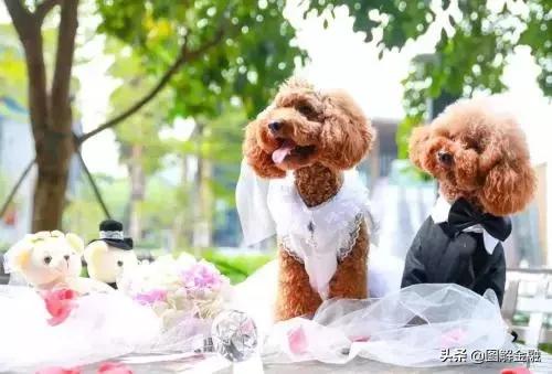 举报宠物店暴利,开宠物店会血本无归吗