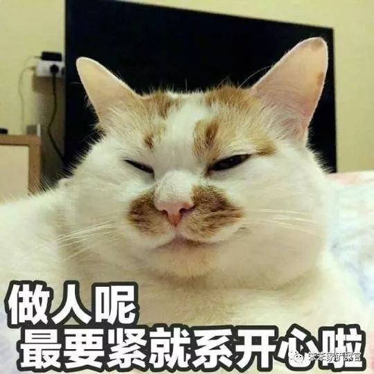 一个爱猫咪的女人,爱猫人士猫过敏