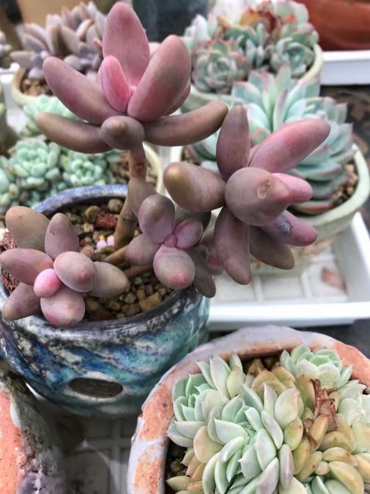 放寒假宿舍植物,暑假放假宿舍多肉怎么办