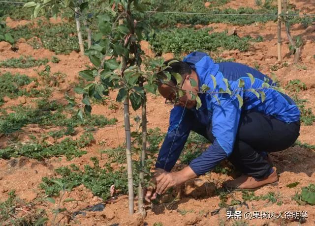 新形势下苹果栽培技术,苹果矮砧集约高效栽培技术图解