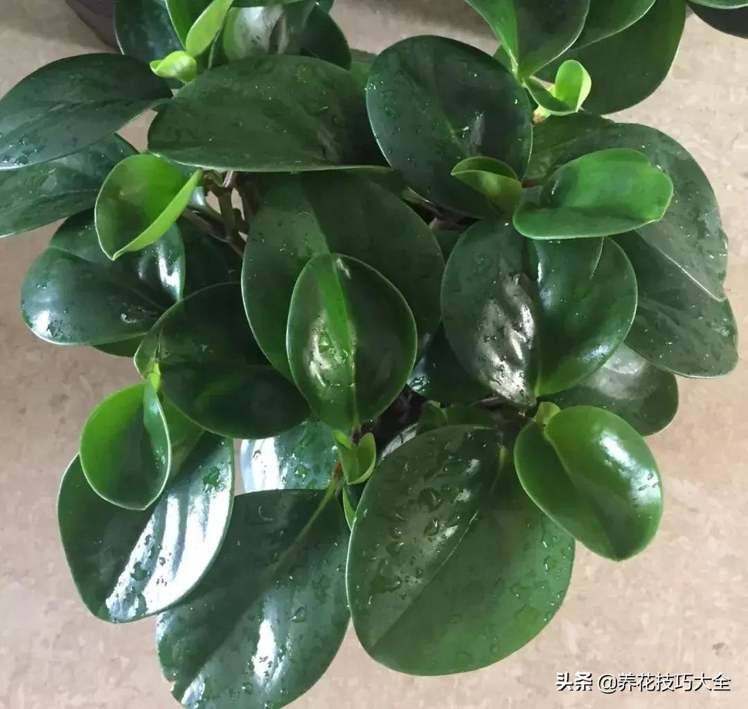 怎样养碧玉叶子又黑又亮又绿,豆瓣碧玉怎么养才能开花