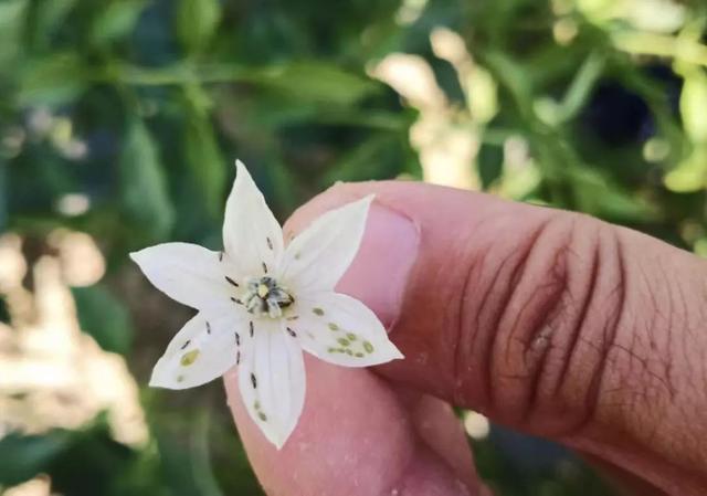 蔬菜红蜘蛛虫害的环保治疗方法,常见蔬菜病虫害识别与防治图片