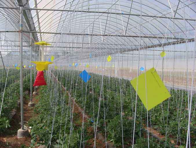 番茄虫蛀防治,烟青虫最怕什么药