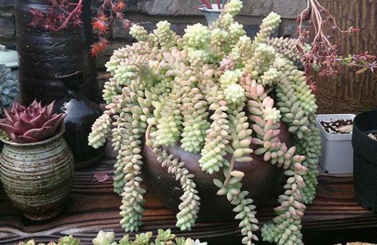 新玉缀多肉怎么扦插,玉缀叶插几天可以生根