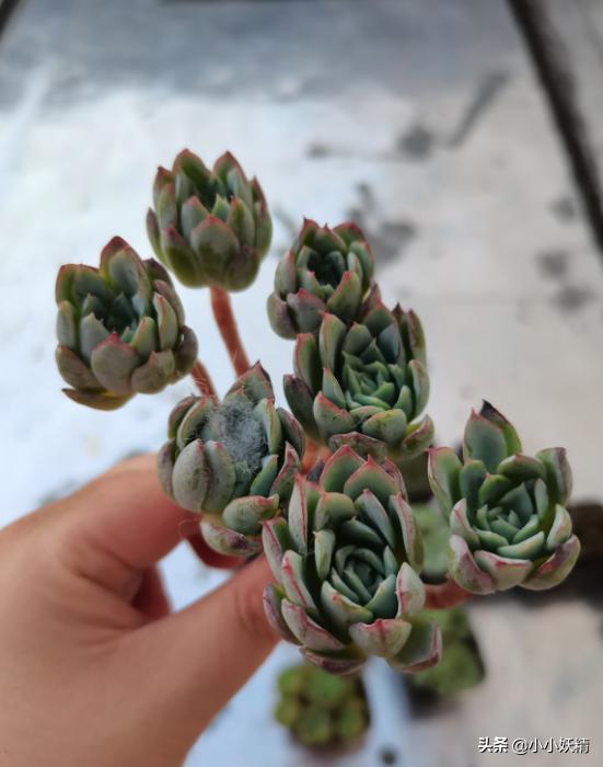 肉肉开箱专辑,肉肉开箱视频大全