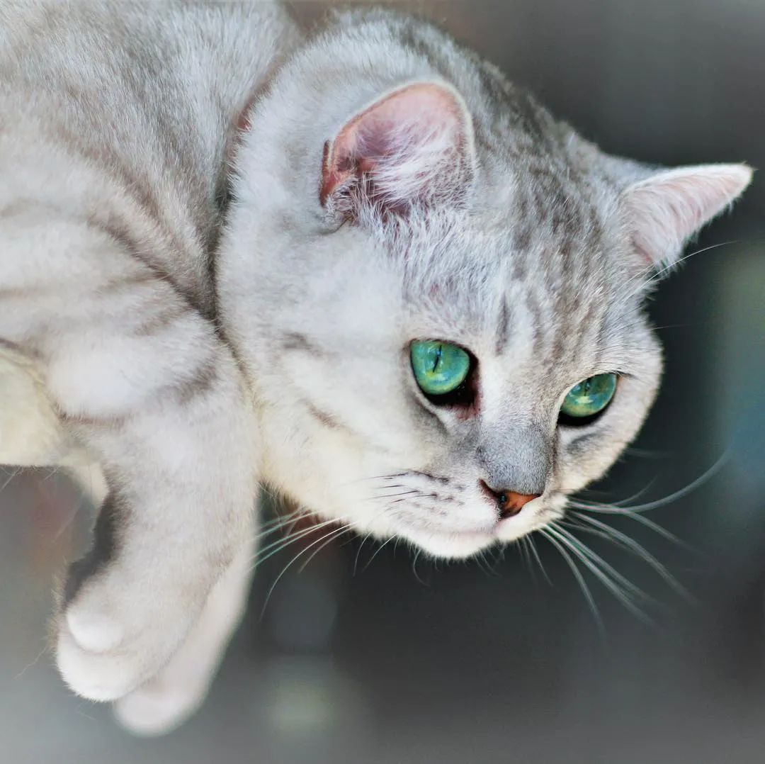 猫早产要不要打缩宫素,猫早产怎么保胎