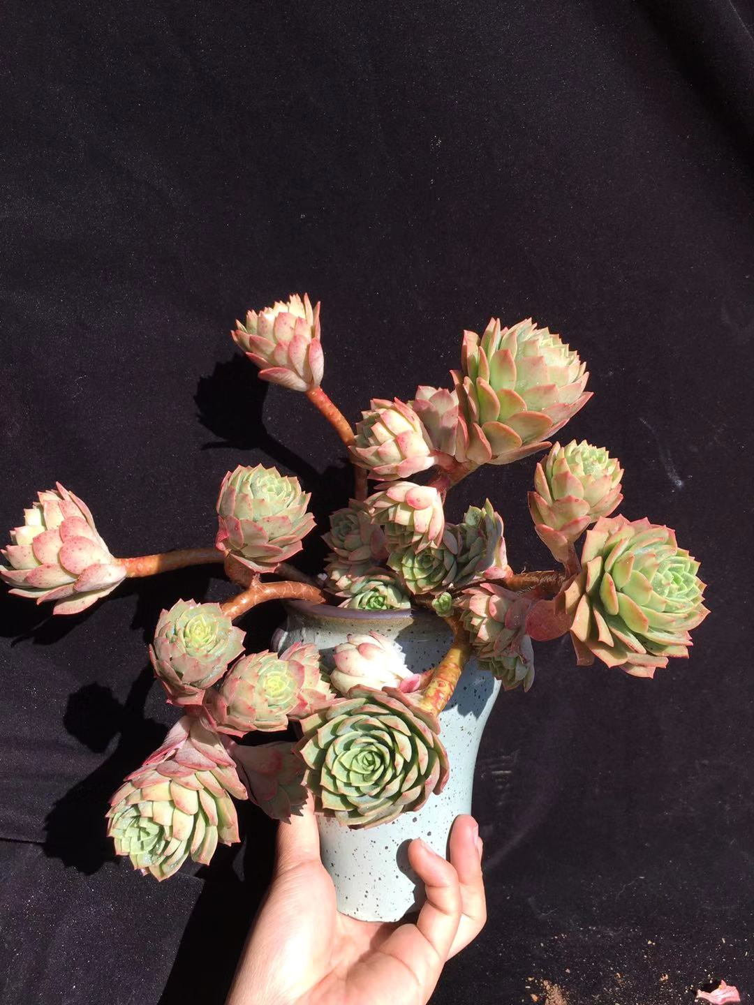 多肉怎么度过夏天,多肉夏季可以安全的度过夏季吗