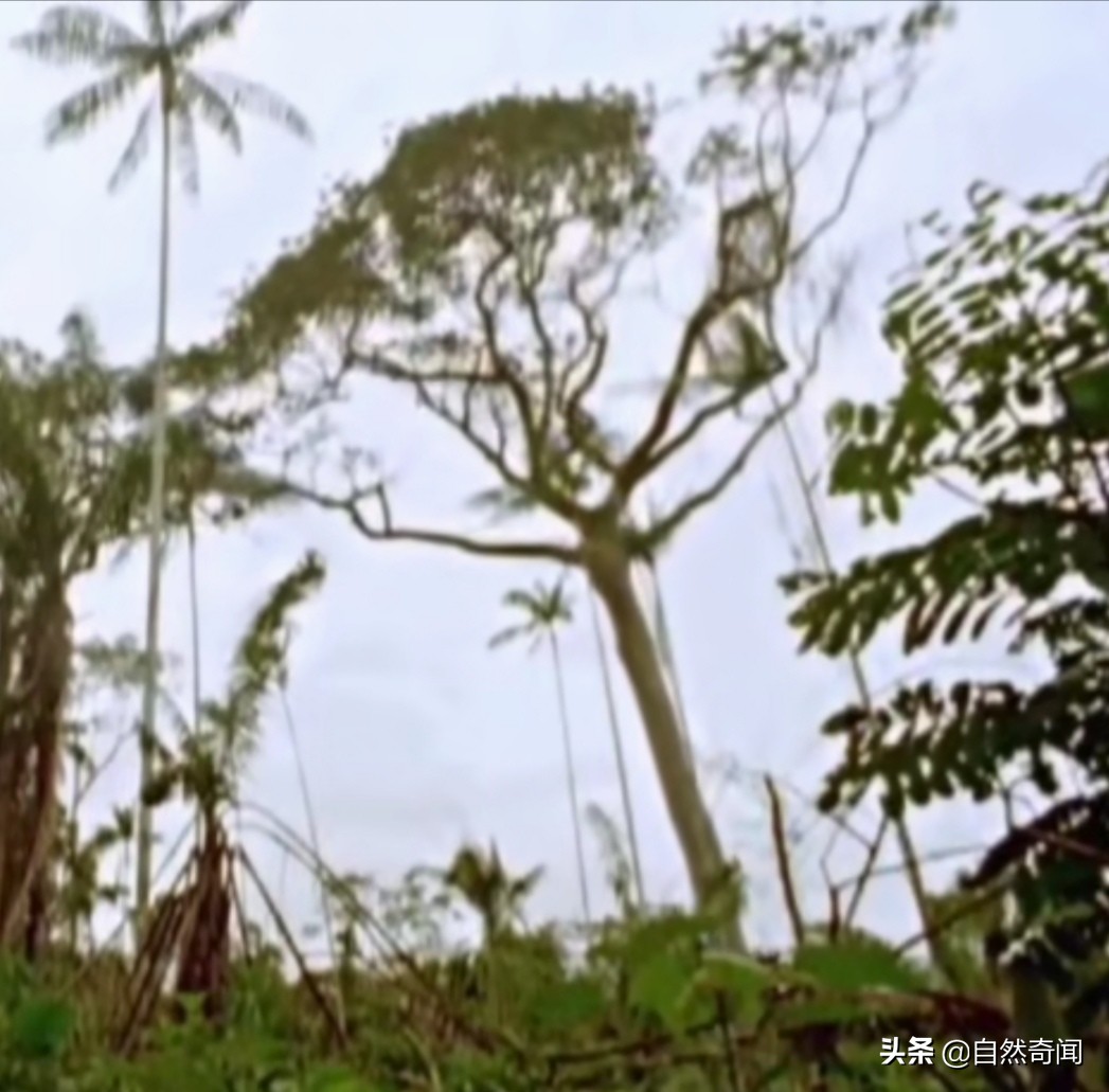 亚马逊十大凶猛植物,巴西亚马逊热带雨林动植物