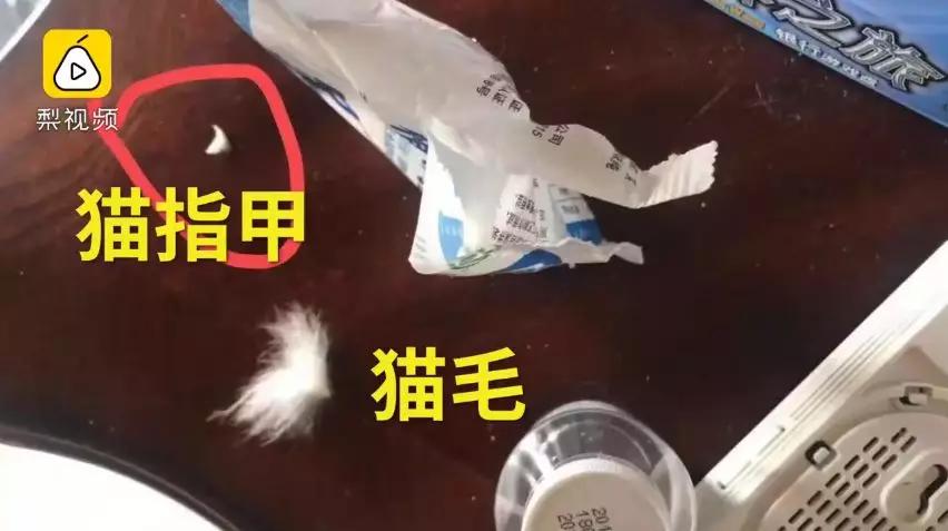 丢掉女朋友养了2年的猫,女朋友要求丢掉养了3年的猫