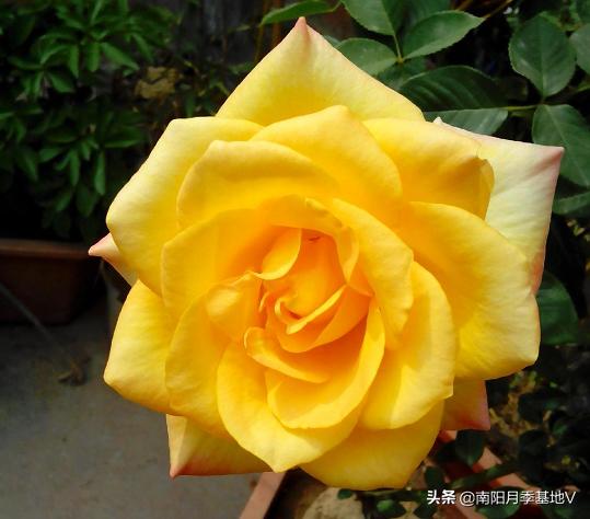 16种双色条纹月季,耀眼的明星月季