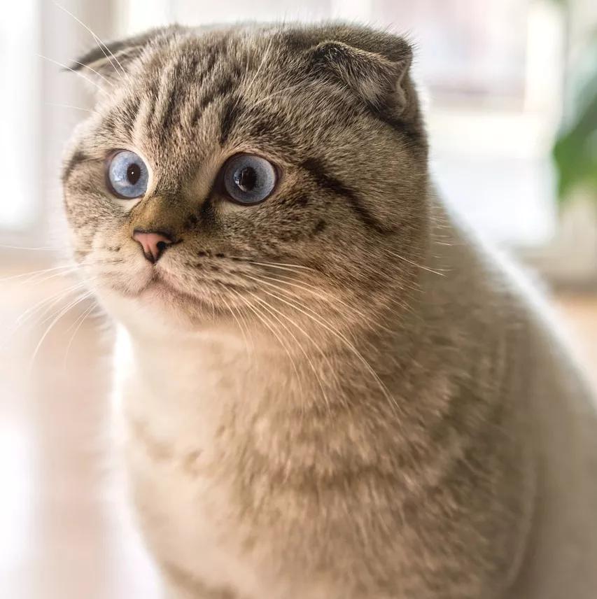 人类宠物到底有多可爱,人类为何喜爱人造宠物