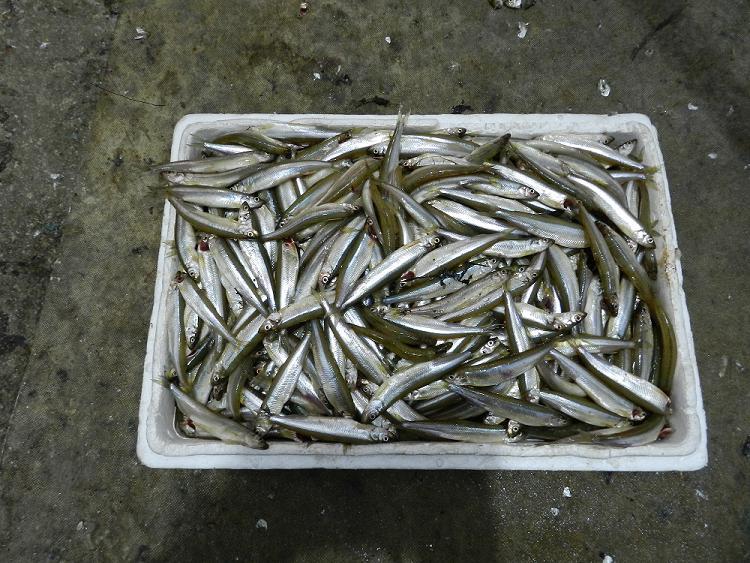 北京周边钓马口鱼的地点,北京溪流常见鱼