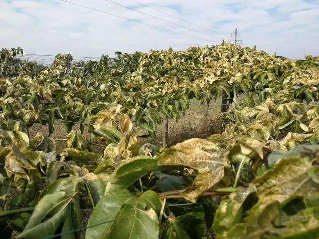 百香果防冻的最佳方法,百香果防寒技术措施