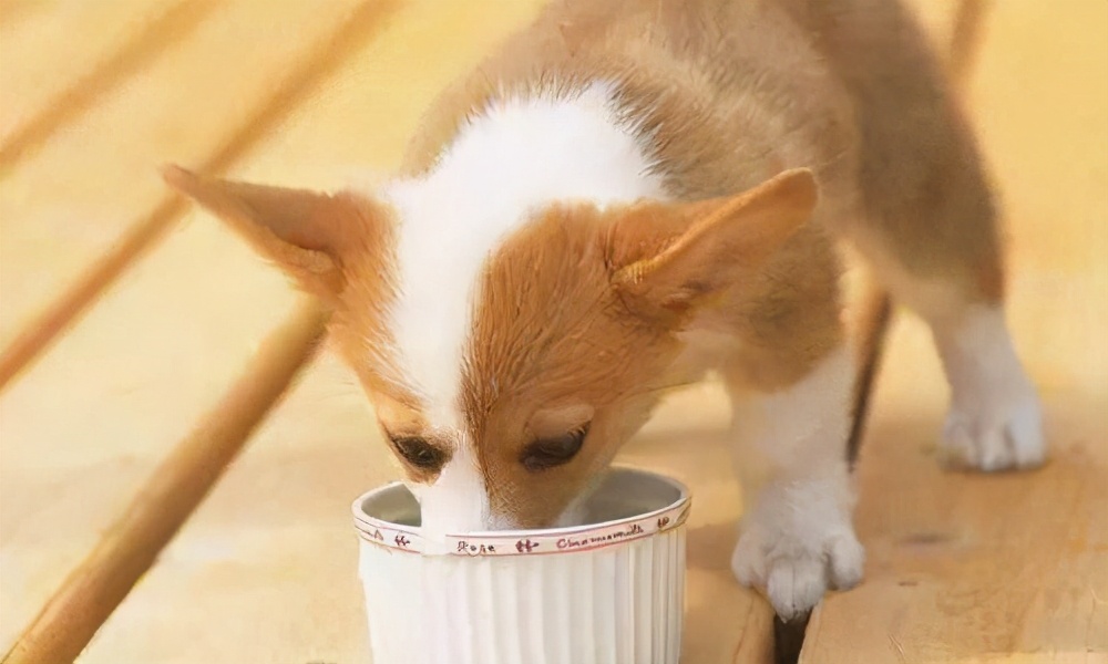 如何给狗狗去火气,狗狗火气太旺怎么办