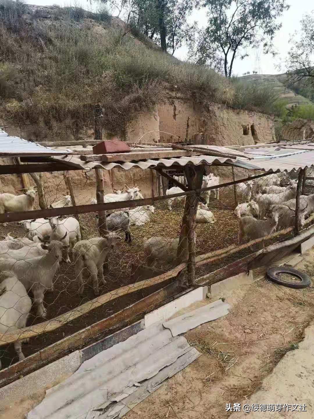 风雨兼程中的郝家桥