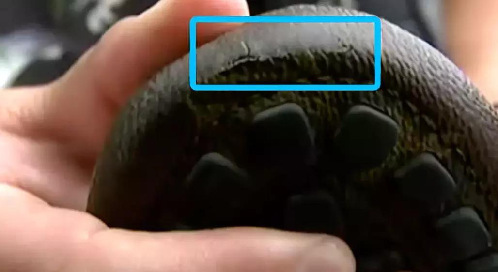 花两万买的新包,花2万买的包包