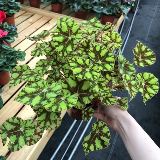 散发清香的易养花卉植物,观叶植物盆栽大全图