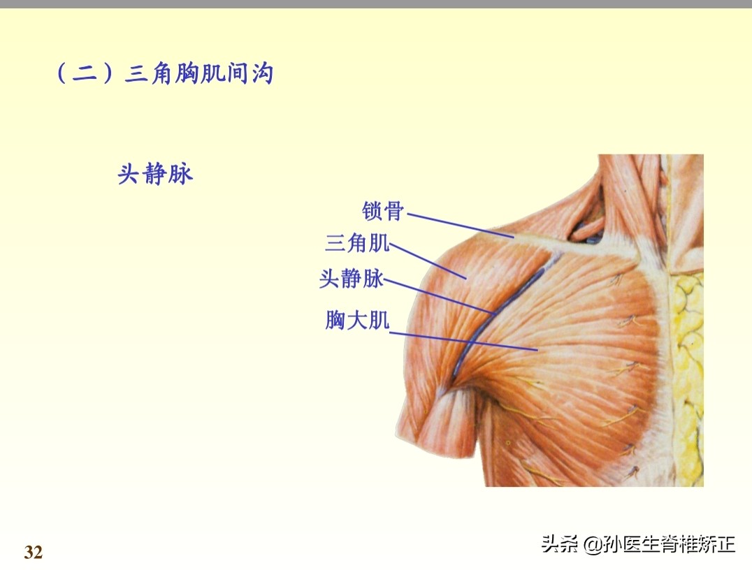 系统解剖学骨学ppt课件,解剖学基本知识ppt课件