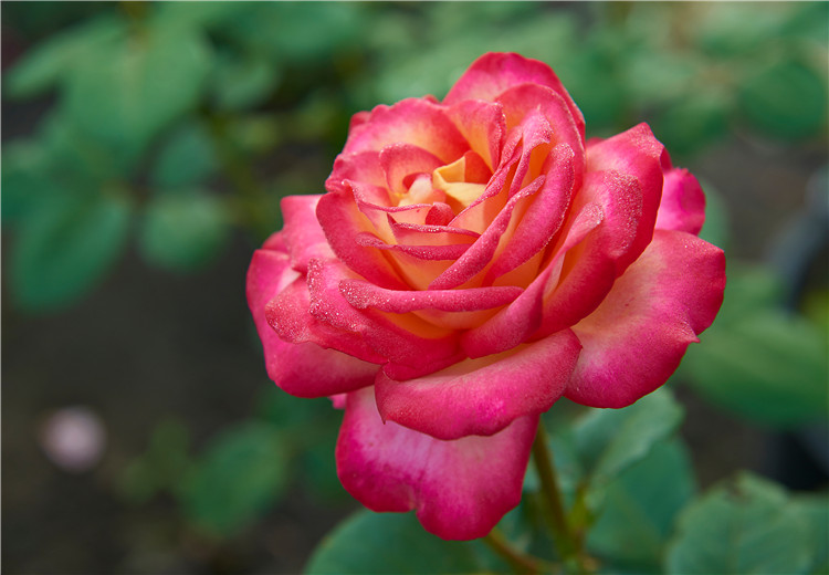 鐪熷亣鍏富浣犺兘鍒嗚鲸寰楀嚭鏉ュ悧,鑻卞浗濂崇帇鐜懓