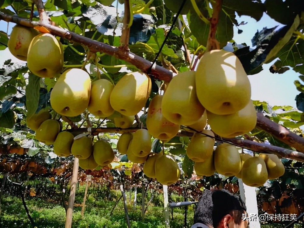 贵州比较出名的特产有哪些,贵州有哪些特产贵州最有名的特产