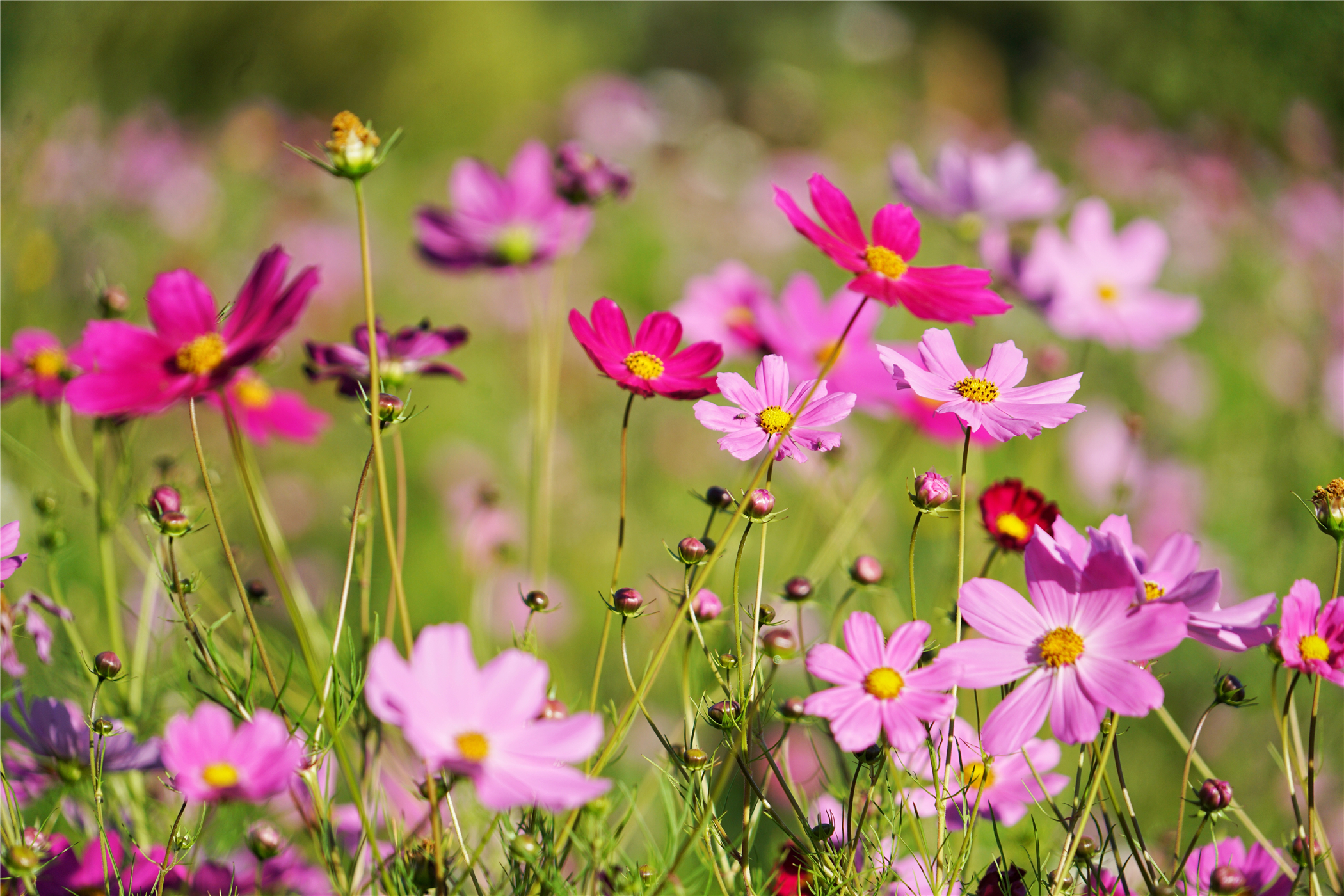 7月新疆可可托海,冬天去可可托海有什么值得看