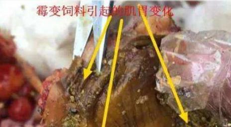 霉菌毒素对鸡群的危害,鸡霉菌引起呼吸道感染怎么办