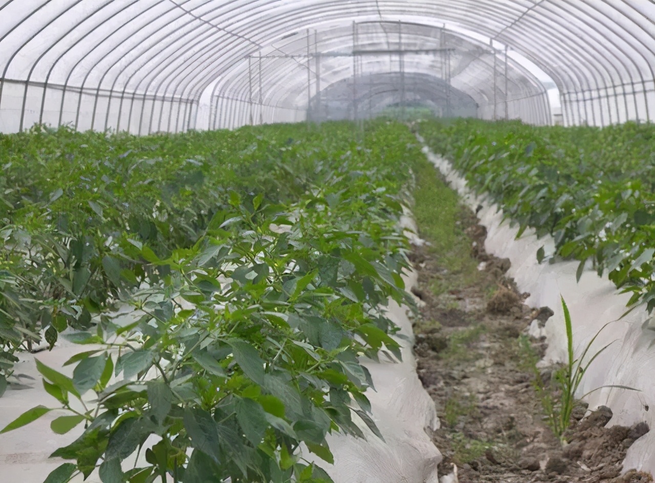 辣椒苗子烂根是什么原因,辣椒烂根死了是怎么回事