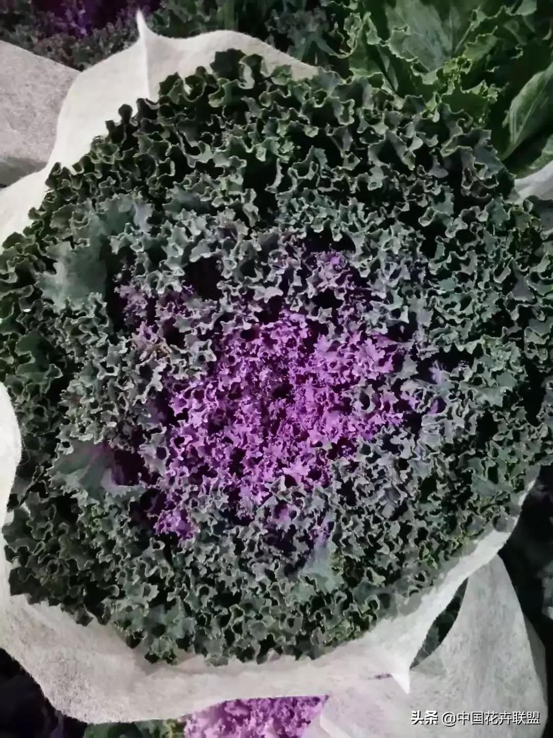 春天花市有哪些花材,便宜又大把的花材有哪些