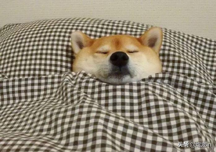 小区狗狗随处大小便怎么办,怎么让狗狗不随地大小便教程