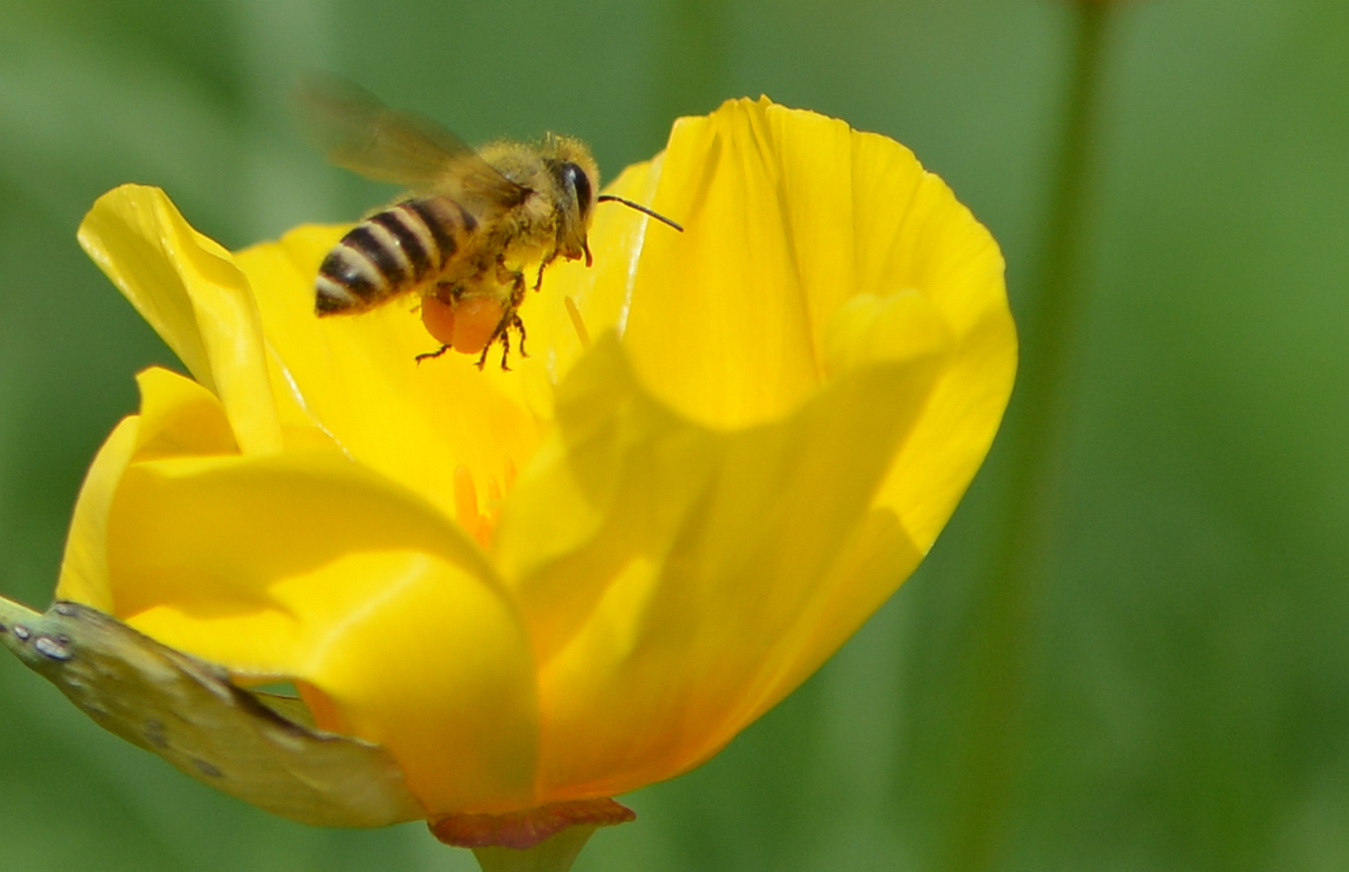 蜜蜂的美丽高清图片大全,蜜蜂高清照