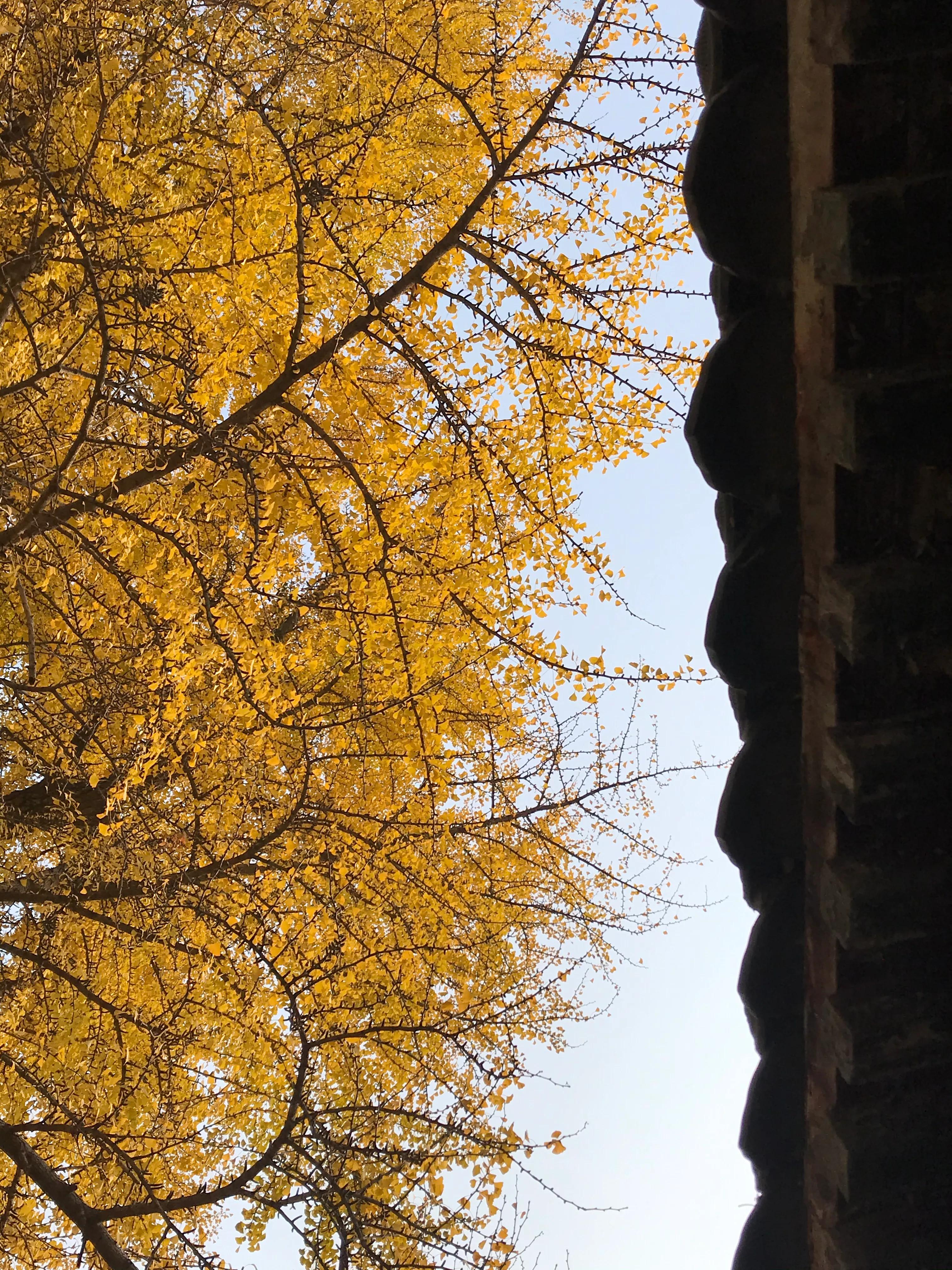 浼楃敓涓嶈,浼楃敓铏氬够