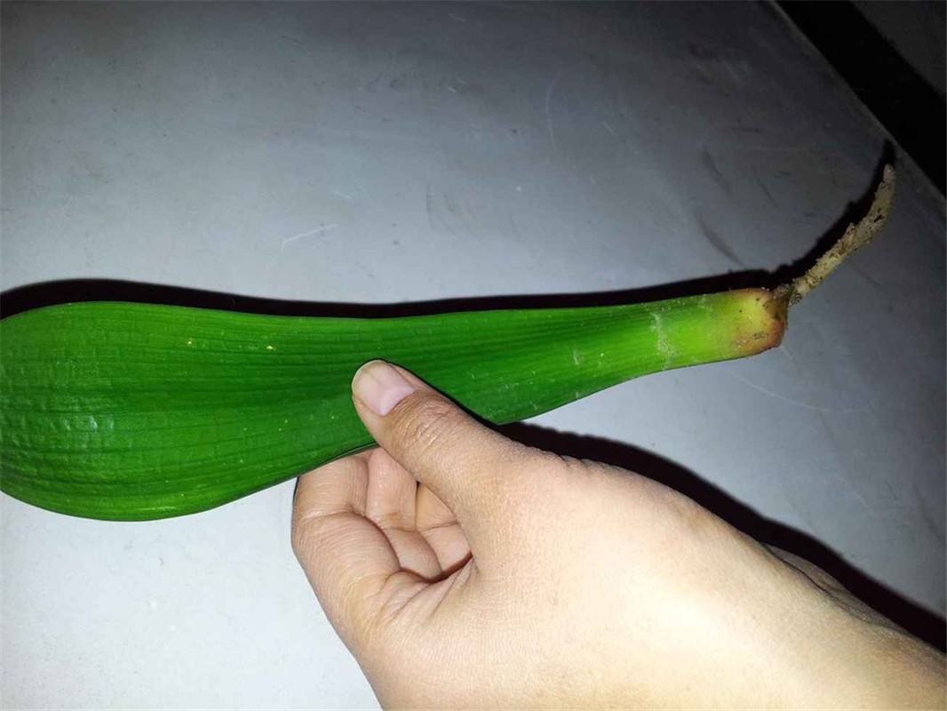 怎样让扦插的君子兰快速生根,土豆扦插君子兰多长时间能够发根