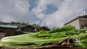 苦菜和萝卜缨,云南苦菜食材推荐