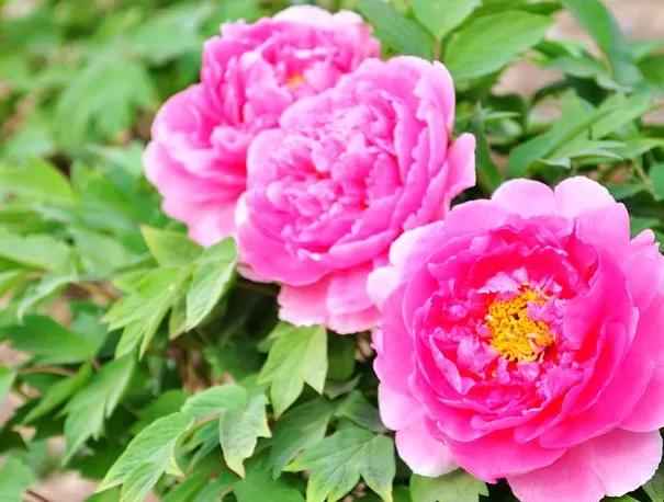 谷雨节气的介绍和谷雨古诗词,二十四节气关于谷雨的诗句并赏析