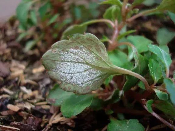 为什么室内养护的盆栽花卉特别容易感染*粉白**病，有什么方法可处理