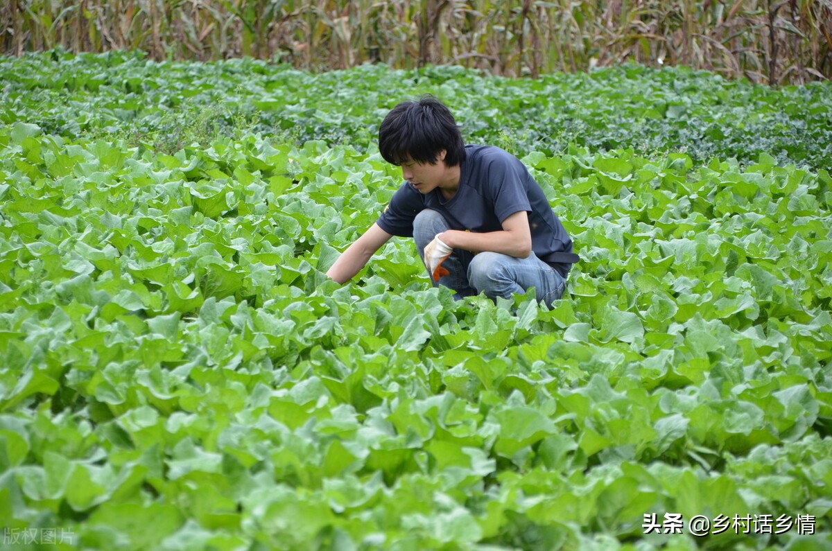 蔬菜招蚊子怎么处理,不用农药怎样消灭蔬菜上的虫子