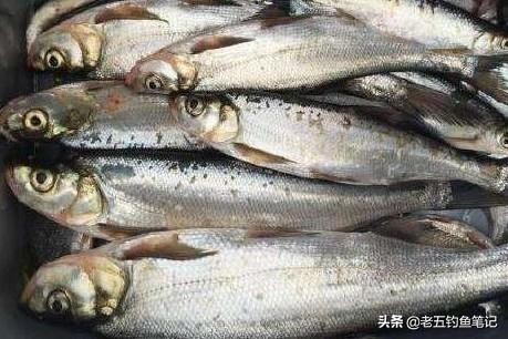 泥鳅钓法是不是被禁止使用了,泥鳅钓法违法吗