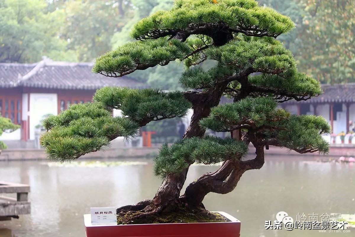 盆景结顶的形式,最好的盆景结顶方法