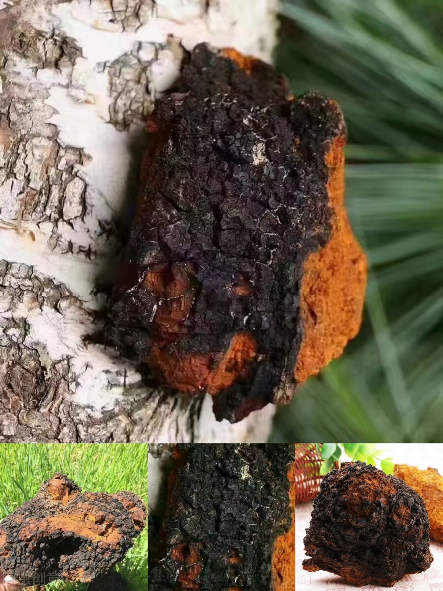 最好的桦树茸有哪些,关于桦树茸的视频