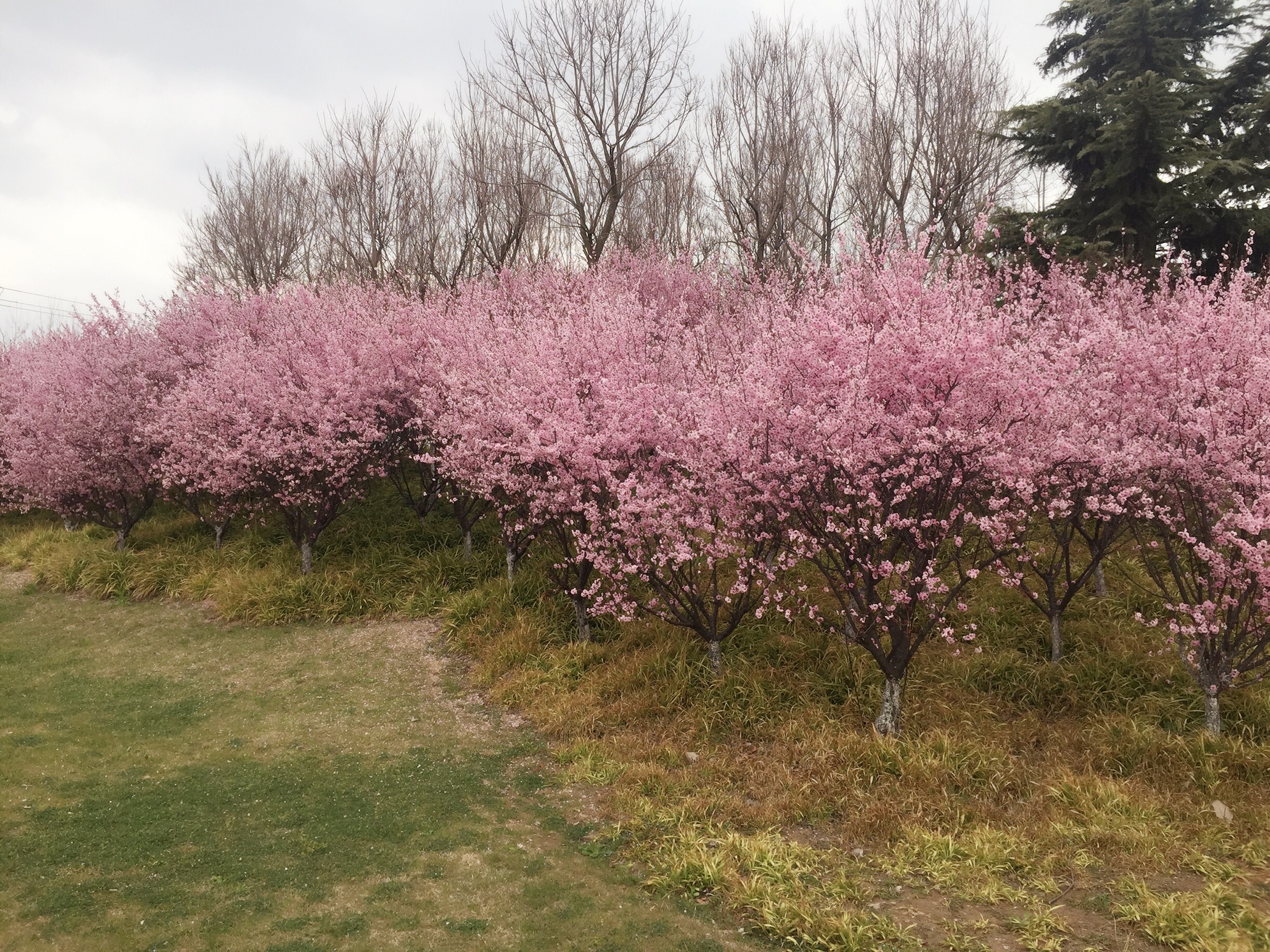 苏州徒步踏青打卡路线推荐,苏州景色最美的山徒步