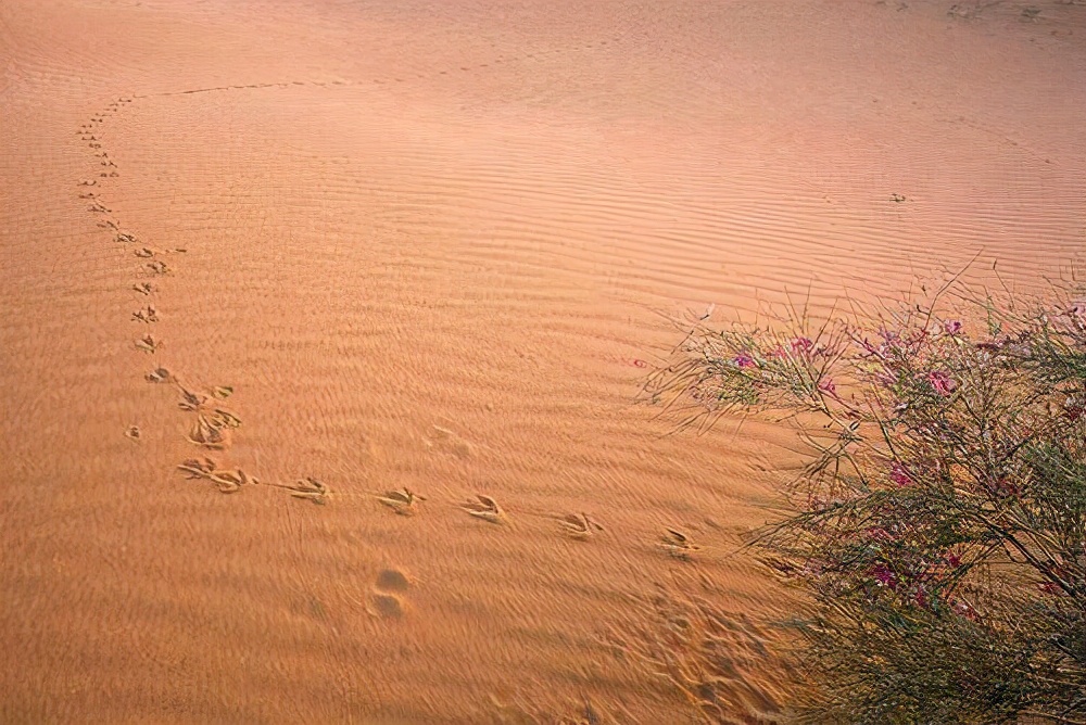 沙漠的沙子还没找到用途吗,沙漠的沙子真的一点用都没有吗