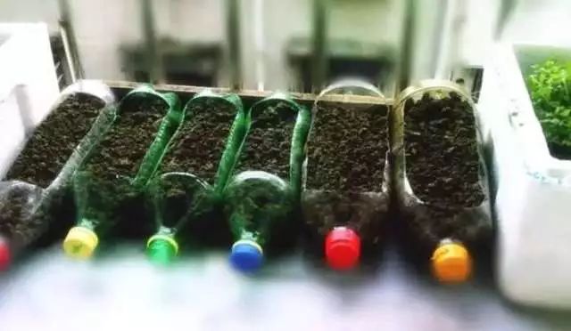 阳台种花种菜怎么养才茂盛,楼房阳台种菜的种植方法