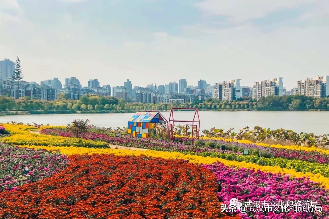 武汉菊花旅游攻略,花点时间武汉天地店